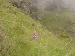 Disa stricta